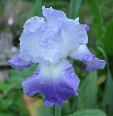 Iris_dhb_12__5453.jpg