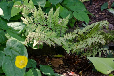 Athyrium-otophorum-Mai2612.jpg