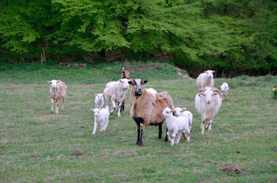 Schaefchen-Apr3012-small.jpg