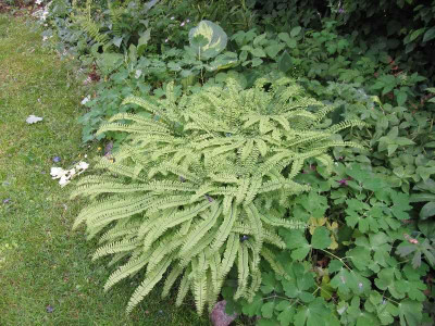 Adiantum_pedatum_120526.jpg