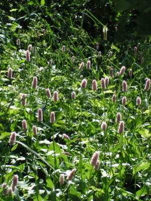 persicaria_phyteuma_111.jpg