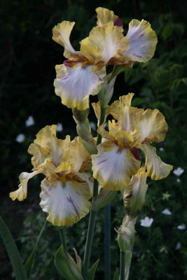 ToucTango_012.JPG