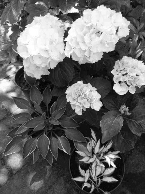 Hydrangea_macrophylla_P10401361.jpg