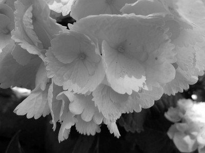 Hydrangea_macrophylla_P10401381.jpg