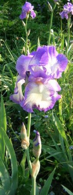 Iris_v._R.Lisl.jpg