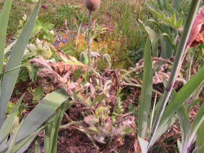 Winterschaden_Mohn_120526.jpg