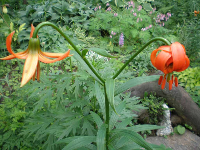 GP_Lilium_carniolicum_2012-05-26e.jpg