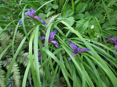 GP_Iris_graminea_2012-05-26e.jpg