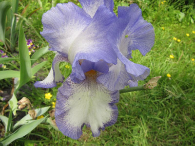 Iris_welche_120526.jpg
