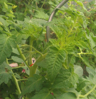 tomatenkopf.jpg