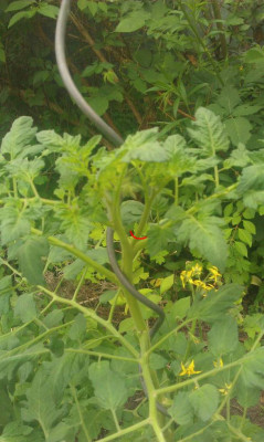 tomatenkopf2.jpg