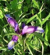 Iris_graminea.jpg