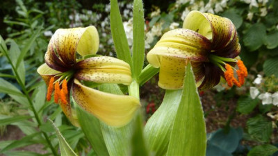 L._ciliatum.jpg