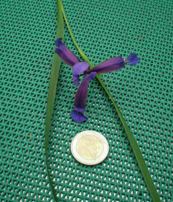 GP_Iris_graminea_2012-05-27e.jpg