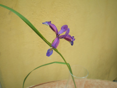 GP_Iris_graminea_2012-05-27.jpg