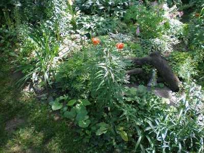 GP_Lilium_carniolicum_2012-05-27e.jpg