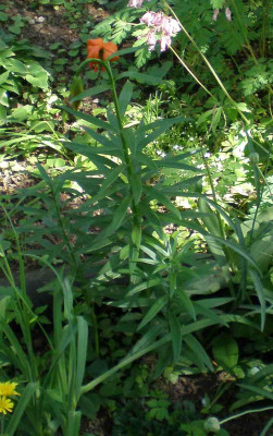 GP_Lilium_carniolicum_2012-05-27.jpg