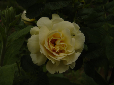 DSC247.jpg