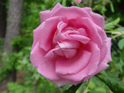 DSC250.jpg