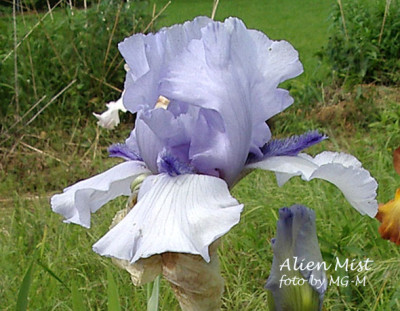 Alien-Mist6.jpg