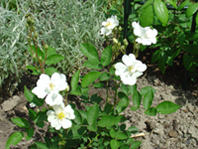 Jeanne_dArc11.jpg