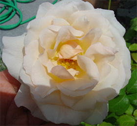 Marie_Louise_Marjan.jpg