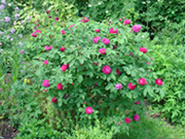 Rose_de_Resht33.jpg