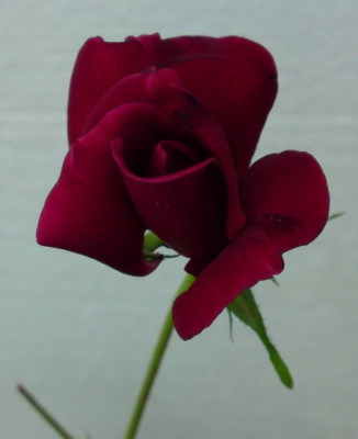 DSC01462a.jpg