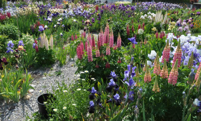 Irisgarten_C_12__5845.jpg
