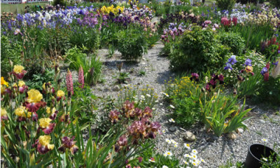 Irisgarten_2_12__5846.jpg