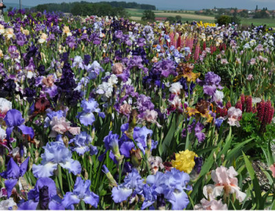 Irisgarten_3_12__5866.jpg