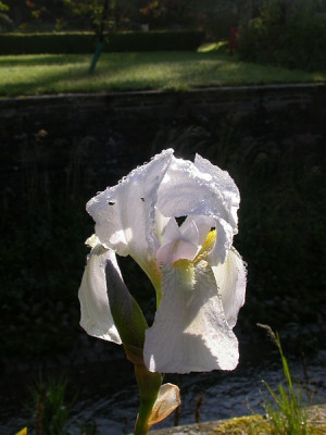 Alte_Iris_Lindewerra.jpg