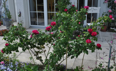 Mme_Cipion_Cochet_12__5957.jpg