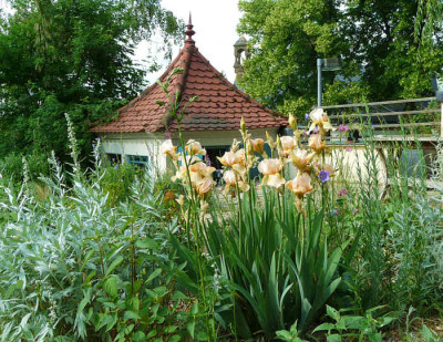 Iris_barbata_kl2.jpg