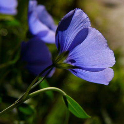 Blue_Monday.jpg