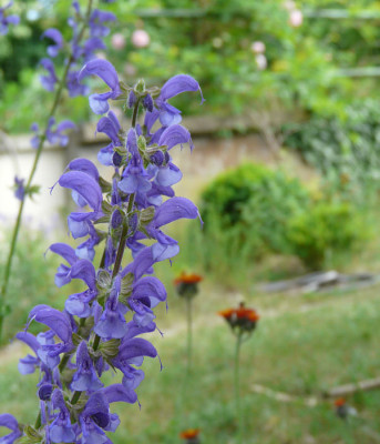 Salvia_pratensis_hieracium_kl.jpg