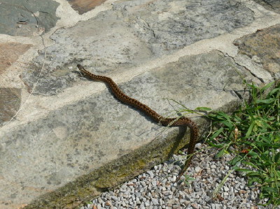 IMG0001.JPG