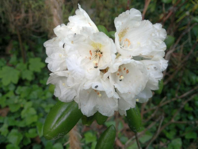 240520124405R.degronianum_ssp.yakushimanum_Koichiro_Nada.jpg