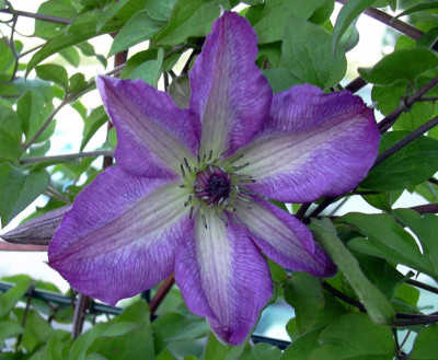 venosa2005.jpg