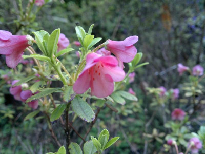 240520124408R.campylogynum_No.1_Salmon_Pink_Timble.jpg