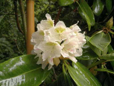 280520124446R.macrophyllum_IJ084_RSF.jpg