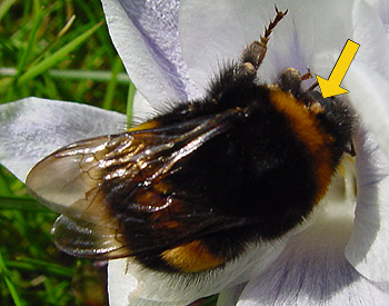 hummel_mit_milbe.jpg