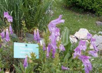 DSCN1857_penstemon_menzie....jpg