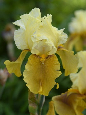 a_iris_2012_hm.jpg