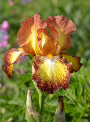 iris_noname_1_12-.jpg