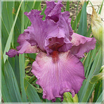lavendel_xx.JPG