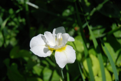 C2096_Large.JPG