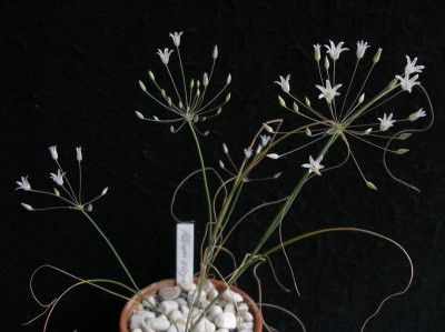 comp_Allium_elegans_28.05.12.jpg