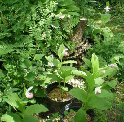 GP_Cypripedium_reginae_2012-05-29e.jpg