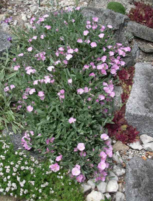 comp_Convolvulus_sundermannii_29.05.12.jpg